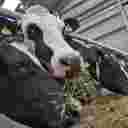 Zero to one hundred farmer livestock services in Mashhad