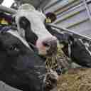 Zero to one hundred farmer livestock services in Mashhad