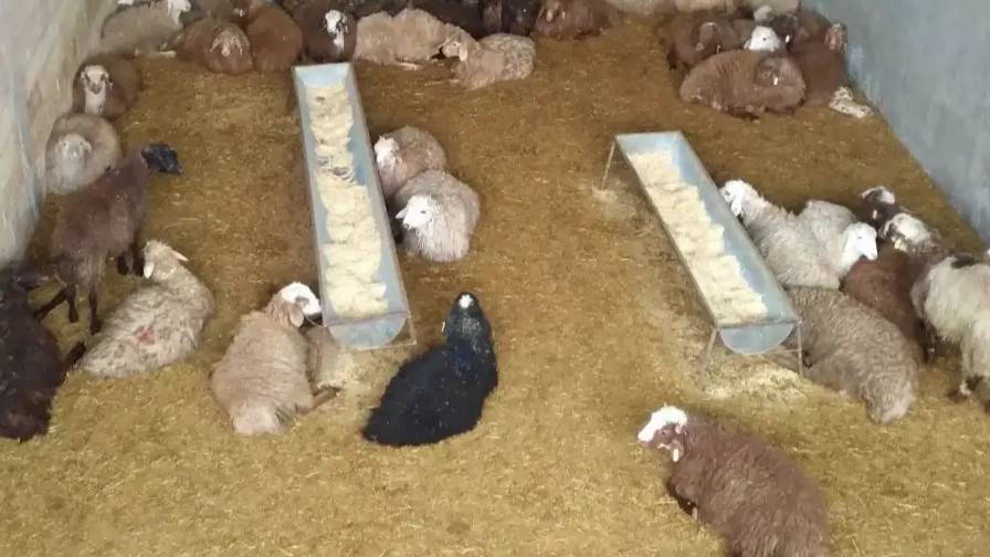 Zero to one hundred farmer livestock services