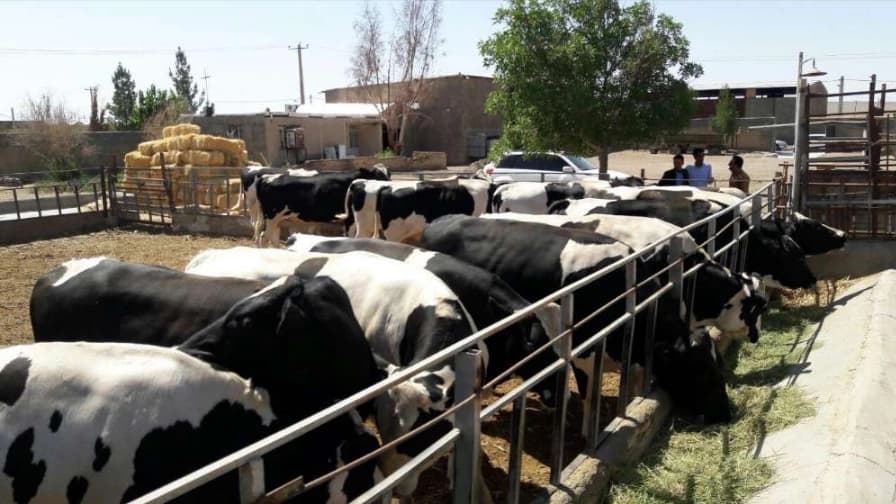 صفر إلى مائة خدمات الثروة الحيوانية المزارعين